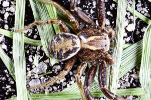 Xysticus cristatus